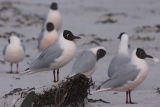 Brown-hooded Gulls